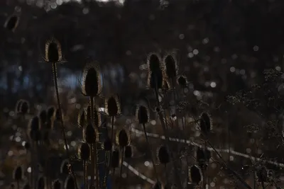 DSC_6032 (Large).JPG